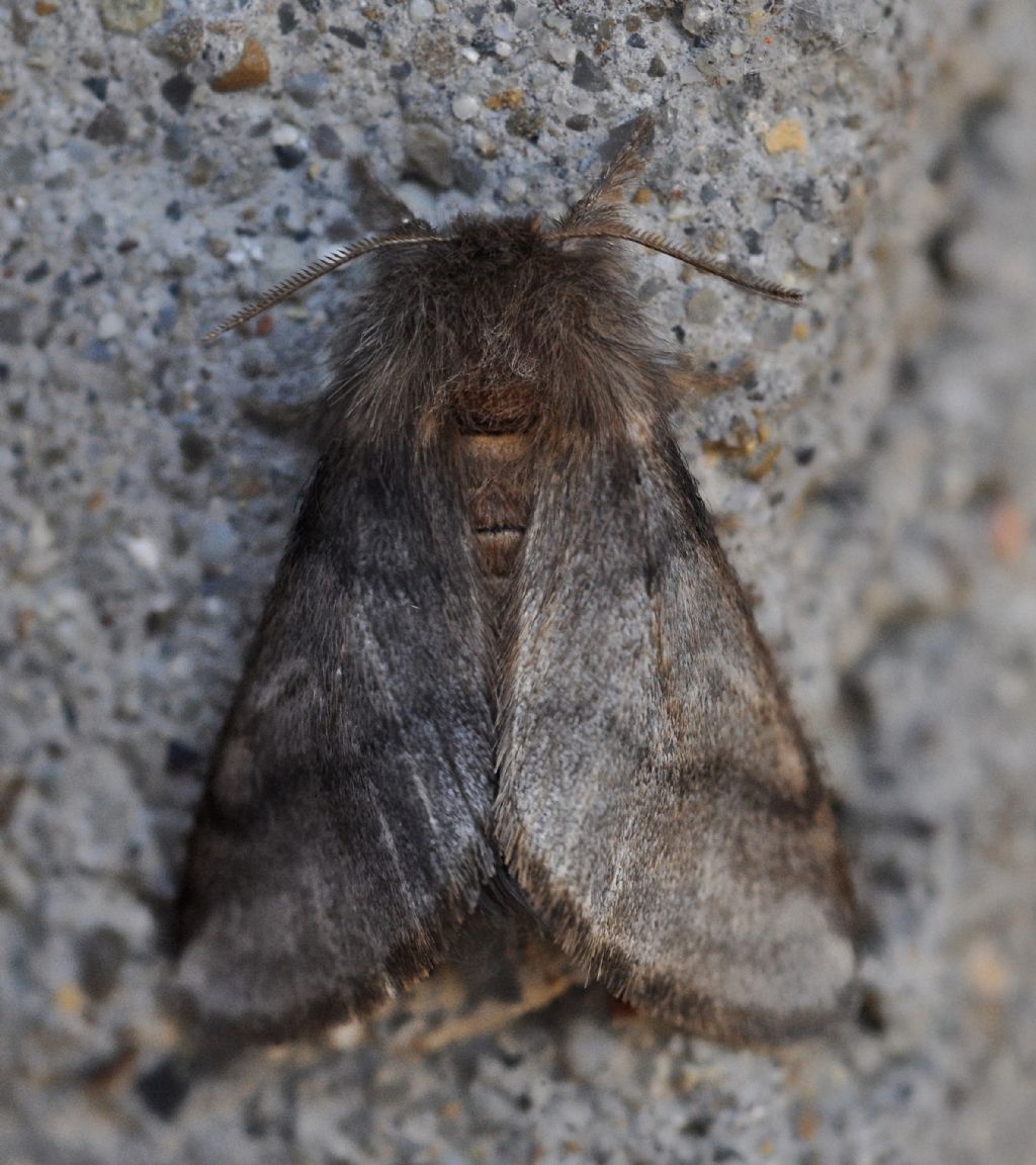 Noctuidae?  No, Notodontidae: Thaumetopoea processionea